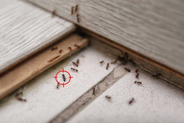 Best Bed Bug Extermination  in North Decatur, GA