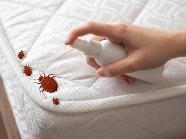 Wasp Removal Services in North Decatur, GA