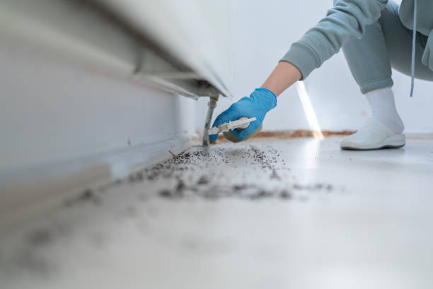 Best Ant Control Services  in North Decatur, GA